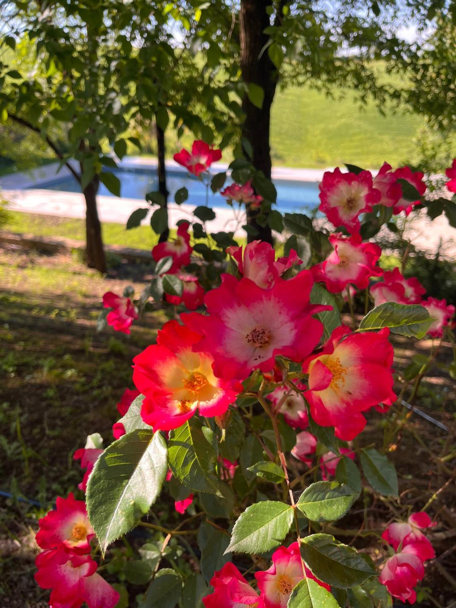 Agriturismo San Fabio 卡斯德尔诺沃贝拉登卡 外观 照片